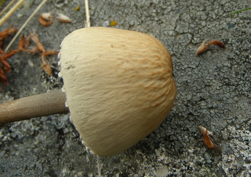 fimicolo da determinare (cfr. Panaeolus sphinctrinus)
